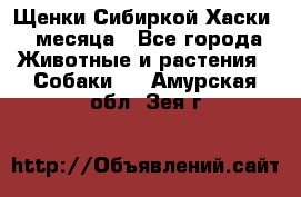 Щенки Сибиркой Хаски 2 месяца - Все города Животные и растения » Собаки   . Амурская обл.,Зея г.